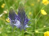 gastrofili-in-lessinia-15-06-03-12