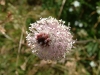 gastrofili-in-lessinia-15-06-03-2