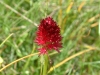 gastrofili-in-lessinia-15-06-03-23