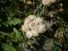 gastrofili-in-lessinia-15-06-03-26