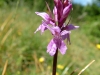 gastrofili-in-lessinia-15-06-03-28