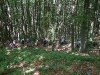 gastrofili-in-lessinia-15-06-03-29