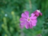 gastrofili-in-lessinia-15-06-03-32