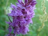 gastrofili-in-lessinia-15-06-03-33