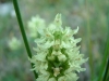 gastrofili-in-lessinia-15-06-03-35