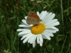 gastrofili-in-lessinia-15-06-03-38
