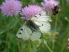 gastrofili-in-lessinia-15-06-03-39