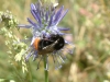 gastrofili-in-lessinia-15-06-03-40