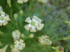 gastrofili-in-lessinia-15-06-03-45
