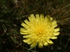 gastrofili-in-lessinia-15-06-03-6