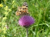 gastrofili-in-lessinia-15-06-03-8