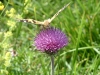 gastrofili-in-lessinia-15-06-03-9